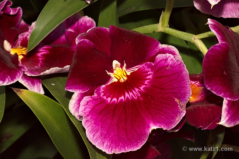  DSC6861 v2