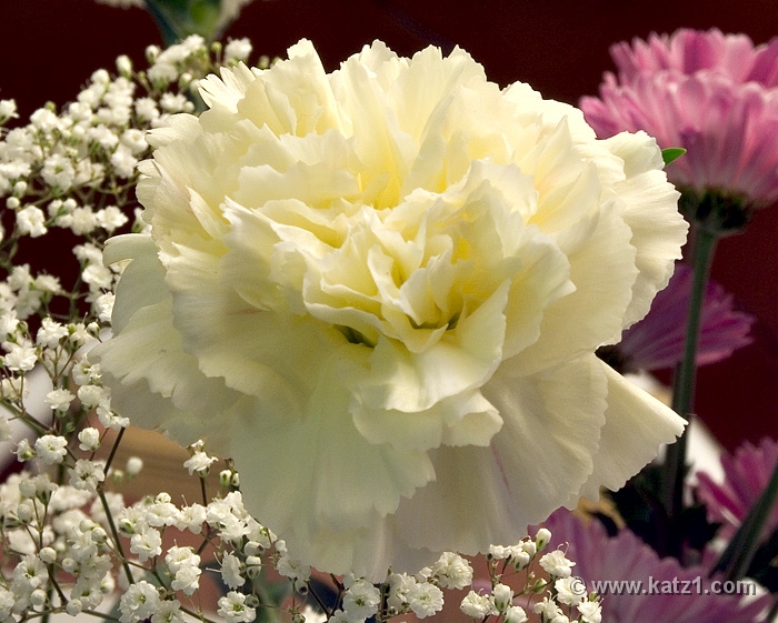 Carnation