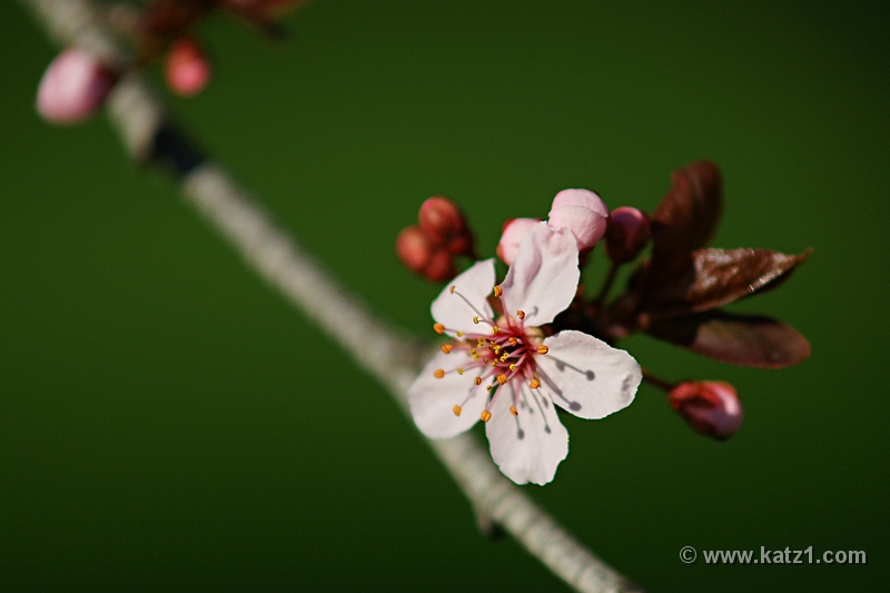 DSC00888J