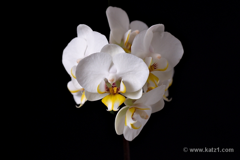 DSC04978B5