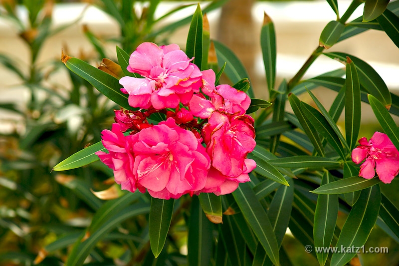 DSC04186B5