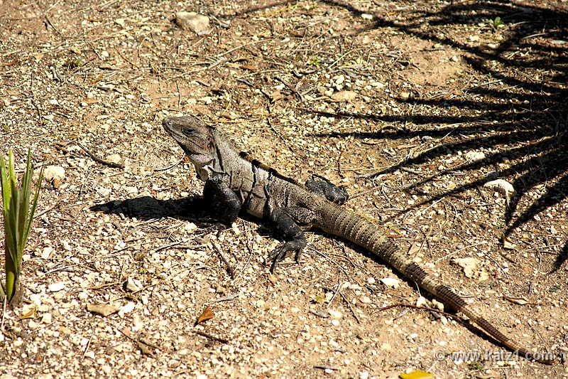 DSC04196B5