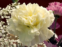 Carnation
