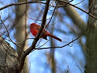 Cardinal