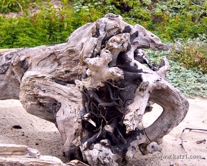 Driftwood