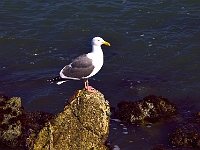 Gull