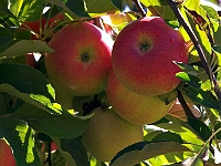 PICT7973-01