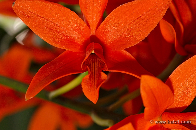  DSC6533 v2