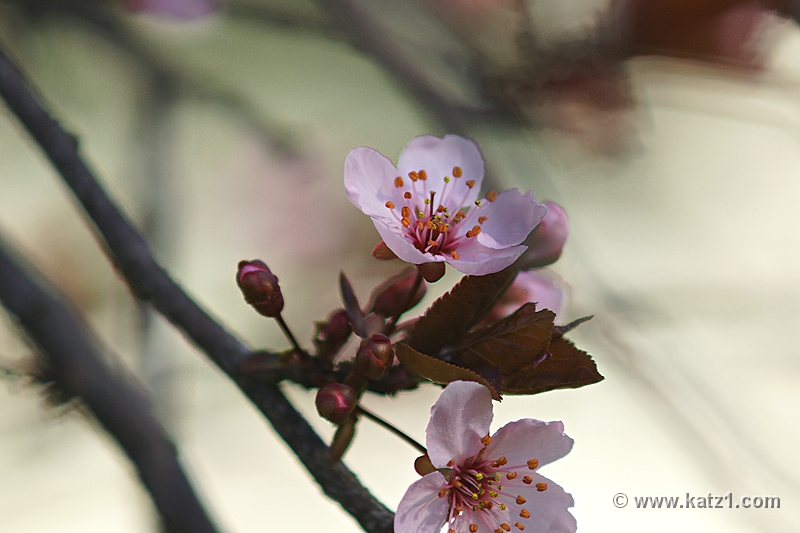DSC00889J