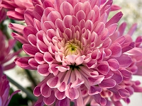 Mum
