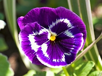 PICT7033-01