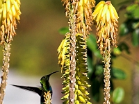 Hummingbirds