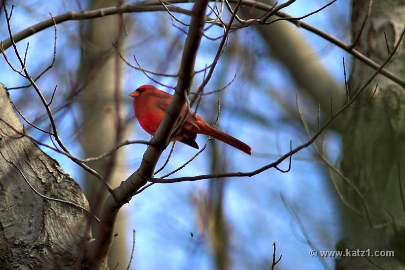 Cardinal