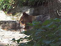 Pooh