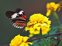 PICT8380-01