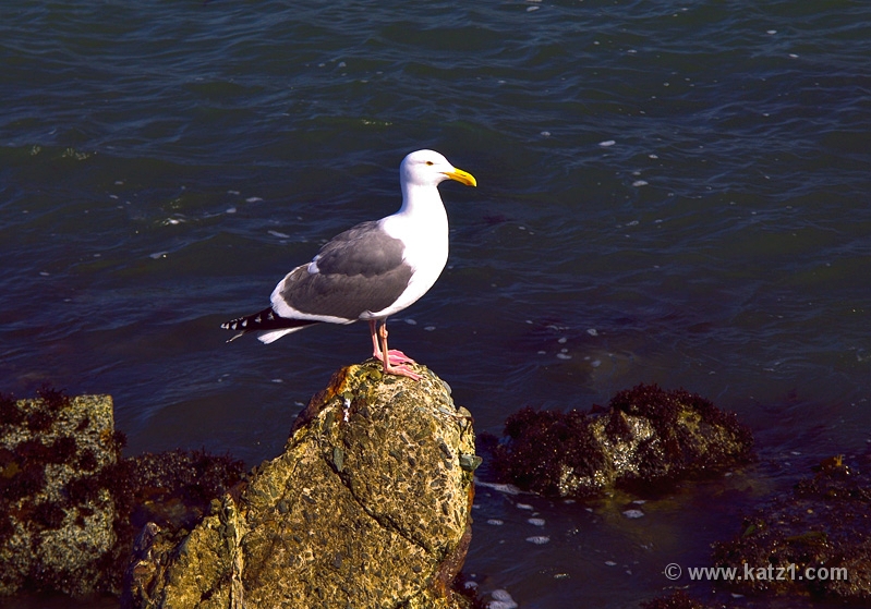 Gull