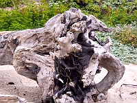 Driftwood