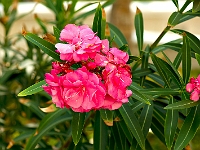 DSC04186B5