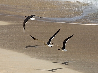 DSC04676B5