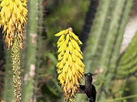 PICT6332-01