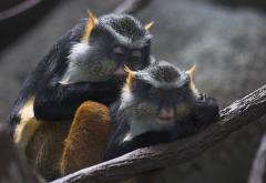 Grooming