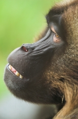 Baboon