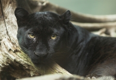 Panther