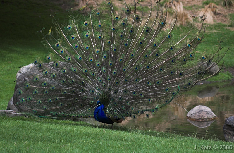 Peacock 