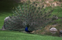 Peacock 