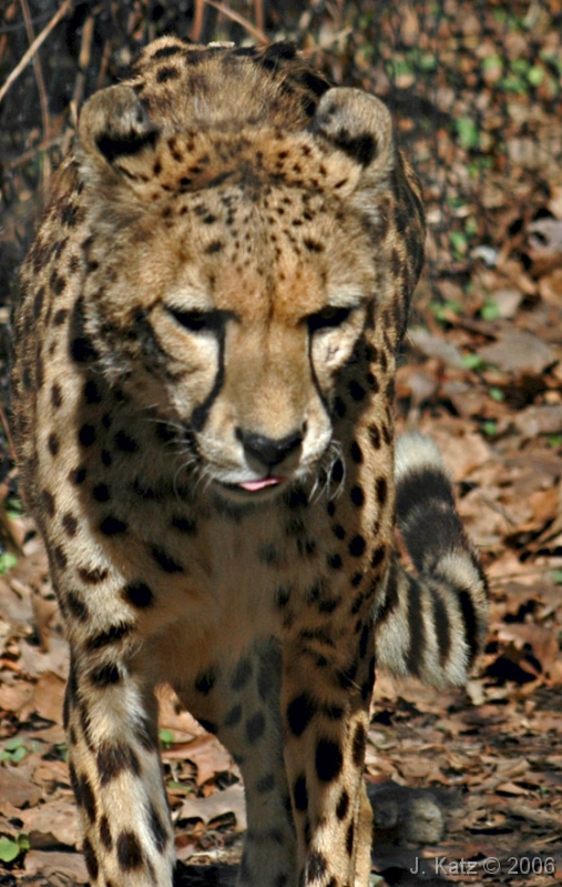 Cheetah 