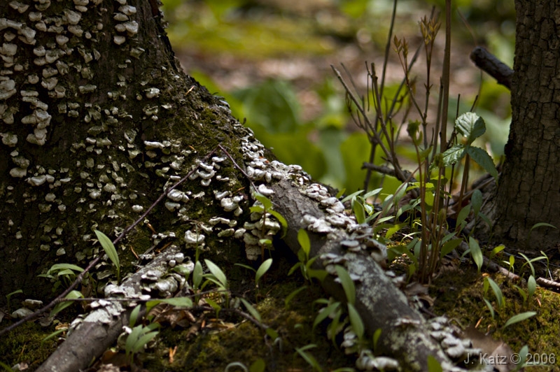 Undergrowth 