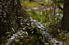 Undergrowth 